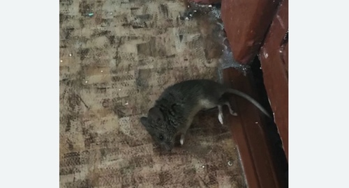 Дезинфекция от мышей в Ясногорске