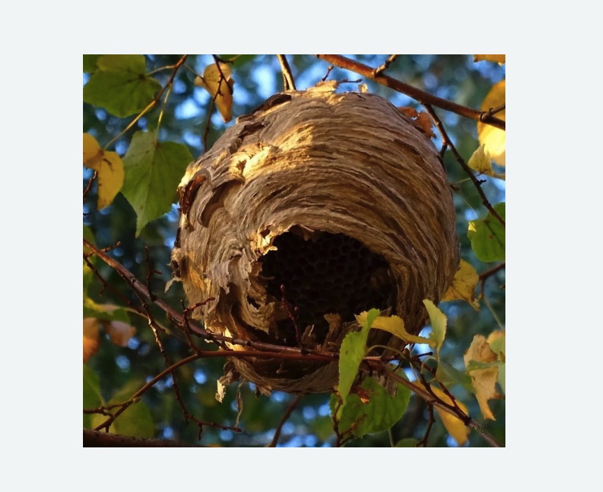 Обработка от шершней в Ясногорске