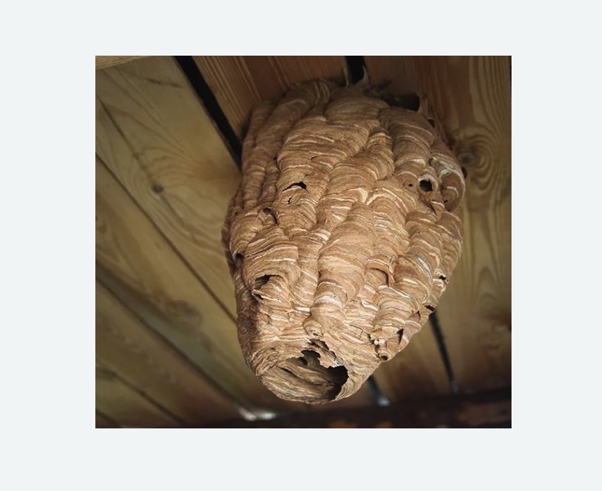 обработка от шершней в Ясногорске