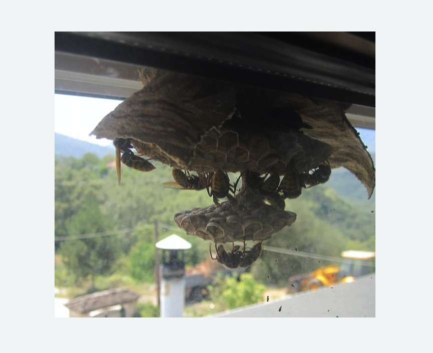 Уничтожение гнёзд шершней в Ясногорске