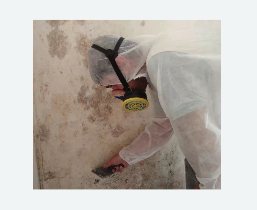 Обработка стен от плесени в Ясногорске