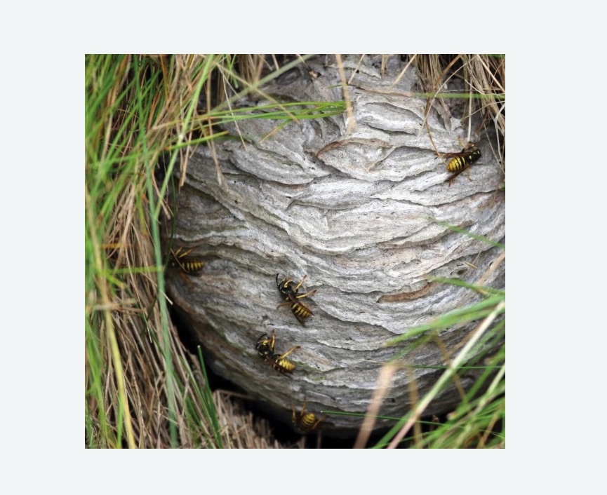 Уничтожение ос и ульев в Ясногорске